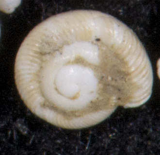 identificabile?